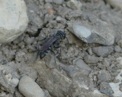 Crabroninae