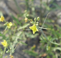 Diplotaxis tenuifolia
