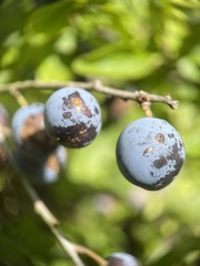 Prunus spinosa