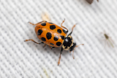 Hippodamia tredecimpunctata