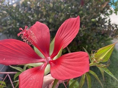 Hibiscus coccineus