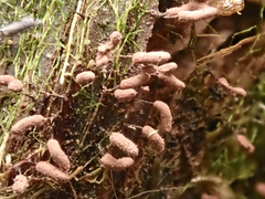 Stemonitopsis typhina