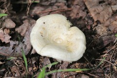 Lactarius maculatipes
