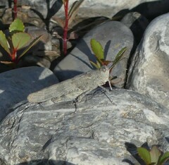 Sphingonotus caerulans