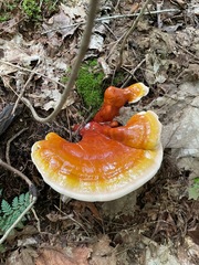 Ganoderma tsugae