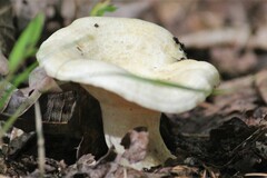 Lactarius maculatipes