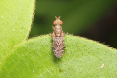 Sciomyzidae