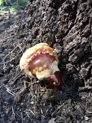 Ganoderma oregonense