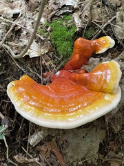 Ganoderma tsugae