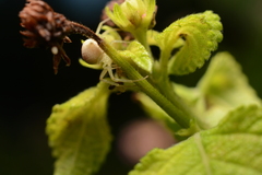Thomisidae