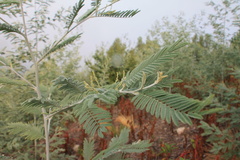 Acacia dealbata