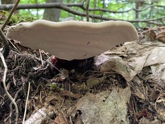 Ganoderma tsugae