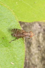 Sciomyzidae