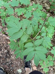 Sambucus racemosa