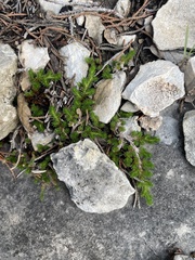 Selaginella wrightii