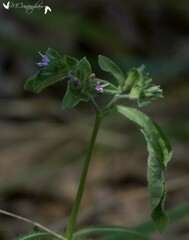 Elephantopus carolinianus