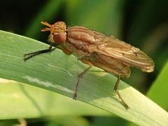 Tetanocera