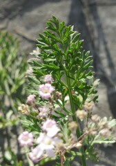 Gypsophila repens
