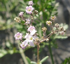 Gypsophila repens