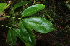 Melicope elleryana