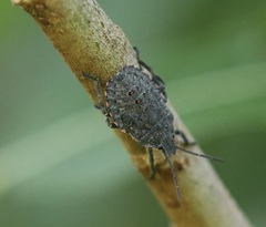 Brochymena quadripustulata