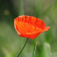 Papaver rhoeas