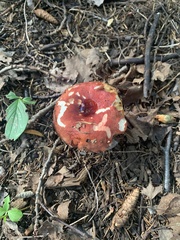 Russula paludosa