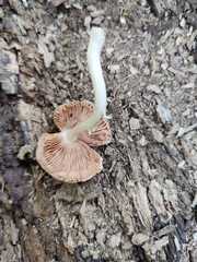 Pluteus longistriatus