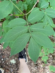 Sambucus racemosa