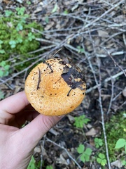 Lactarius thyinos