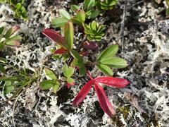 Sibbaldiopsis tridentata