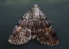 Idia americalis