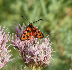 Zygaena fausta