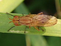 Tetanocera