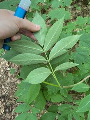 Sambucus racemosa