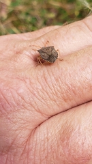 Heteroptera