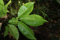 Melicope elleryana