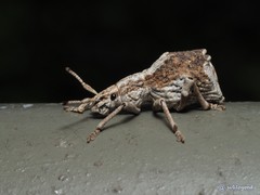 Episomus chinensis