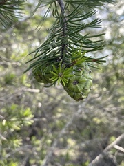 Pinus remota