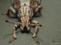 Episomus chinensis