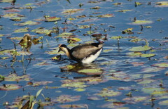 Irediparra gallinacea