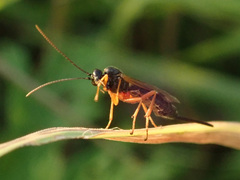 Pimpla rufipes