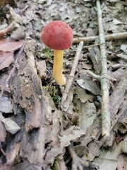 Hortiboletus