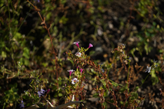 Diplacus torreyi
