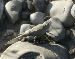 Sphingonotus caerulans