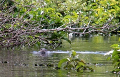 Lontra longicaudis
