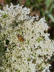 Hippodamia tredecimpunctata