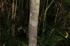 Melicope elleryana