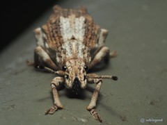 Episomus chinensis