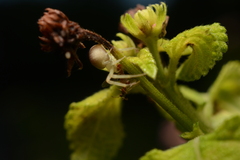 Thomisidae